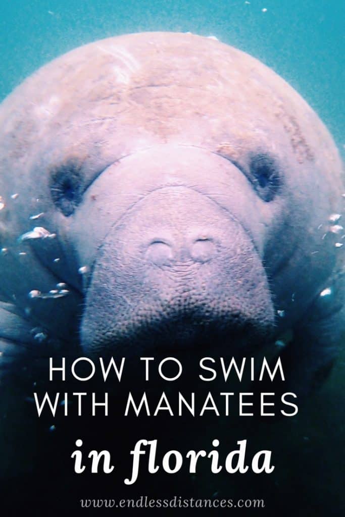 How to Sustainably Swim With Manatees in Florida - Endless Distances