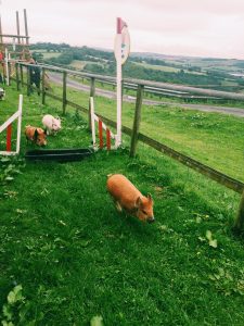 Pennywell Farm: Cuddle Mini Pigs In Devon, England!