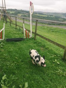 Pennywell Farm: Cuddle Mini Pigs In Devon, England!