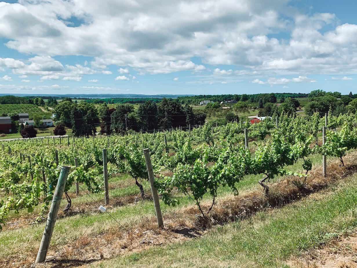 10 Best Old Mission Peninsula Wineries You Need To Visit