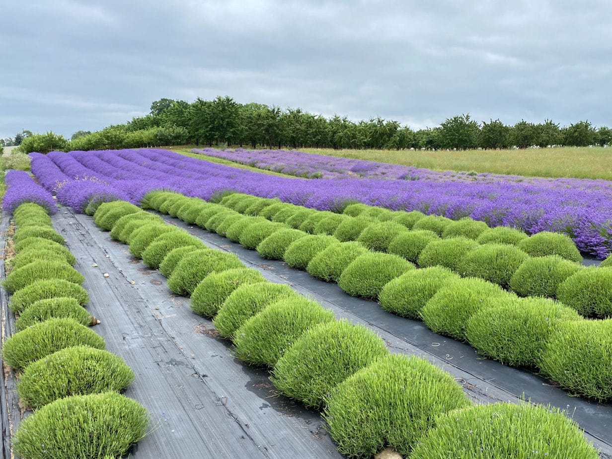 17 Amazing Lavender Farms in Michigan You Must Visit This Summer