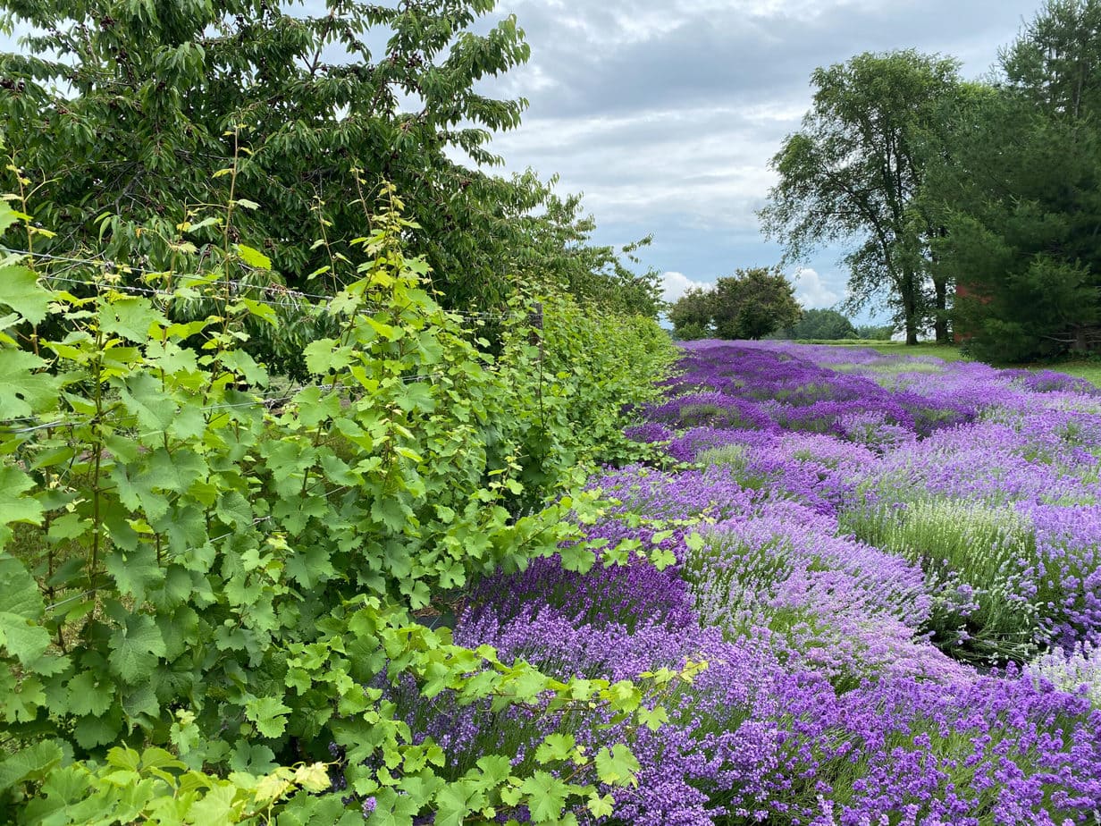 Lavender on Old Mission Peninsula Culinary Lavender - Benjamin Twiggs