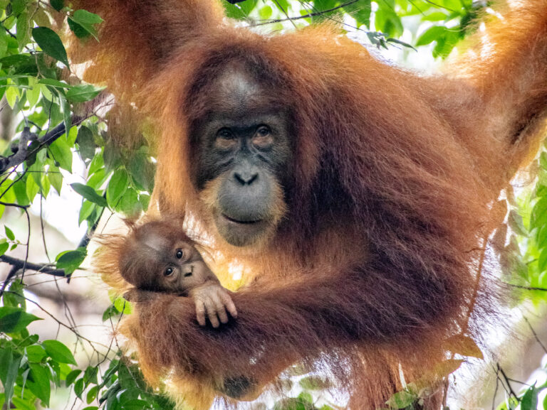 Bukit Lawang Orangutan Trekking: Your Complete Ethical Guide